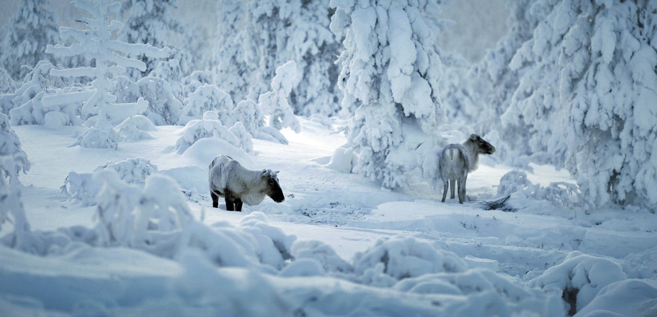 navidad-arctic-circle-vacaciones-monoparentales