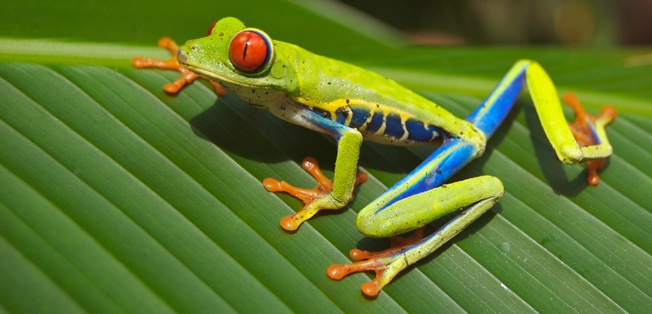 navidad-costa-rica-viajacontuhijo