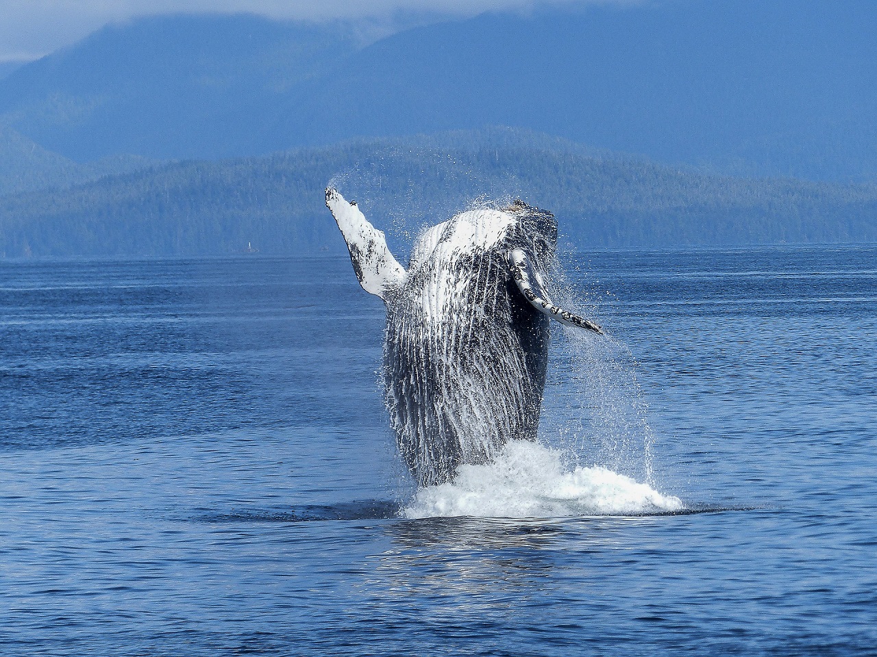 humpback-whale-431902_1920