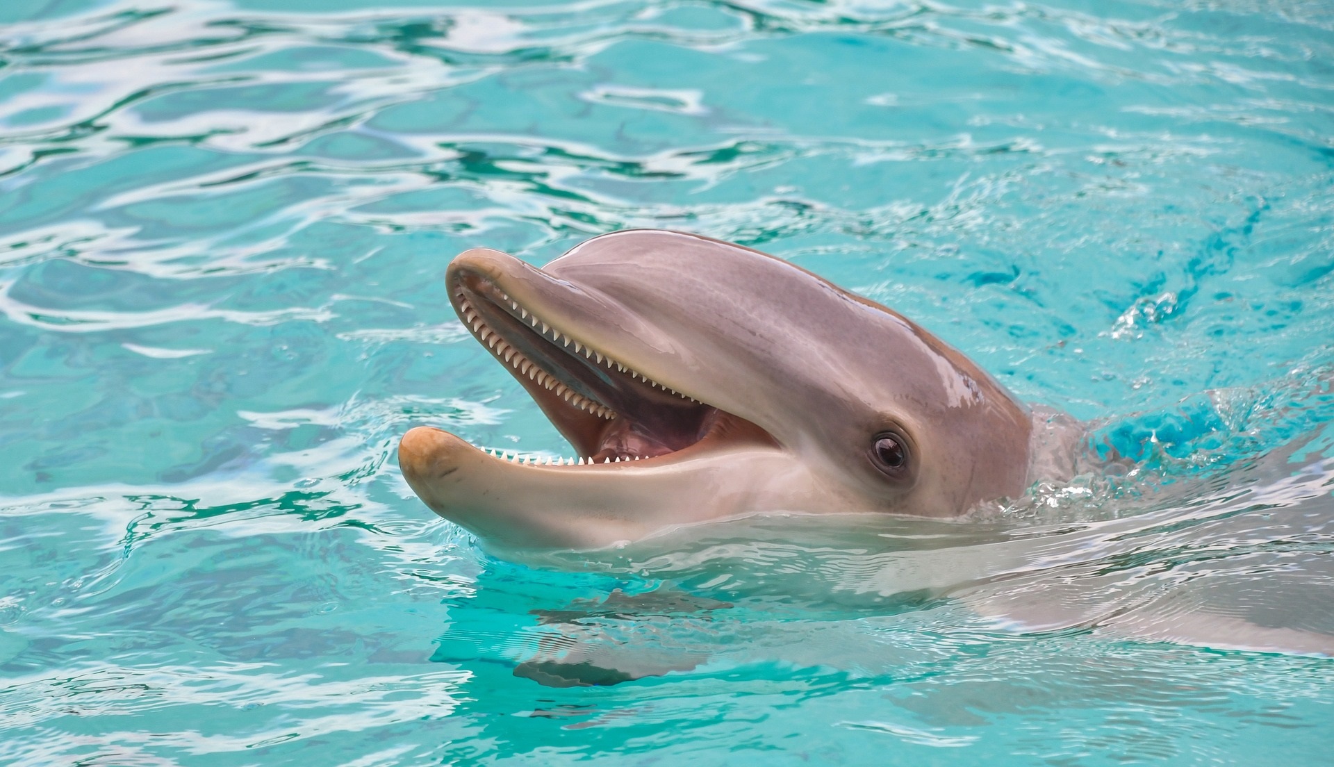 nadar con delfines